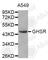 Growth Hormone Secretagogue Receptor antibody, A2957, ABclonal Technology, Western Blot image 