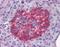 Annexin A10 antibody, orb88421, Biorbyt, Immunohistochemistry paraffin image 