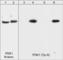3-Phosphoinositide Dependent Protein Kinase 1 antibody, PP1411, ECM Biosciences, Western Blot image 