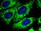 Citrate Synthase antibody, 16131-1-AP, Proteintech Group, Immunofluorescence image 