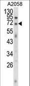 EWS RNA Binding Protein 1 antibody, LS-C167853, Lifespan Biosciences, Western Blot image 