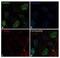 RUNX Family Transcription Factor 2 antibody, 711519, Invitrogen Antibodies, Immunofluorescence image 