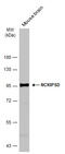 SPIN90 antibody, GTX116172, GeneTex, Western Blot image 