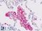 Sialophorin antibody, LS-B8932, Lifespan Biosciences, Immunohistochemistry frozen image 