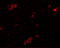 TMM59 antibody, 6063, ProSci Inc, Immunofluorescence image 