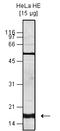Histone H3 antibody, TA347181, Origene, Western Blot image 