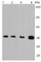 Mediator Complex Subunit 23 antibody, orb318965, Biorbyt, Western Blot image 