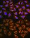 Dentin Sialophosphoprotein antibody, GTX64453, GeneTex, Immunocytochemistry image 