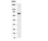 Adaptor Protein, Phosphotyrosine Interacting With PH Domain And Leucine Zipper 1 antibody, R30460, NSJ Bioreagents, Western Blot image 