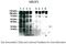 Ubiquitin Like Domain Containing CTD Phosphatase 1 antibody, NBP1-55421, Novus Biologicals, Western Blot image 