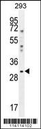 Y-Box Binding Protein 1 antibody, 62-232, ProSci, Western Blot image 
