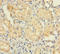 Ubiquitin D antibody, orb350788, Biorbyt, Immunohistochemistry paraffin image 