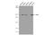 Myosin Heavy Chain 9 antibody, GTX633960, GeneTex, Western Blot image 