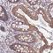 Pyroglutamylated RFamide Peptide antibody, HPA043377, Atlas Antibodies, Immunohistochemistry frozen image 