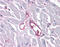 Integrin Subunit Alpha 5 antibody, 51-385, ProSci, Immunohistochemistry paraffin image 