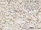 Lamin B1 antibody, H00004001-M03, Novus Biologicals, Immunohistochemistry paraffin image 