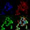 Sodium channel subunit beta-3 antibody, SMC-490D-A390, StressMarq, Immunofluorescence image 