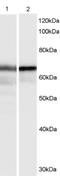 HEXIM P-TEFb Complex Subunit 1 antibody, NB100-55391, Novus Biologicals, Western Blot image 