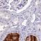 HGF Activator antibody, NBP2-31710, Novus Biologicals, Immunohistochemistry paraffin image 