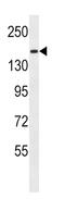 Protocadherin 9 antibody, abx027264, Abbexa, Western Blot image 