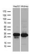Dehydrogenase/Reductase 4 Like 2 antibody, MA5-27280, Invitrogen Antibodies, Western Blot image 