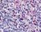 Avidin antibody, MA1-21419, Invitrogen Antibodies, Immunohistochemistry paraffin image 