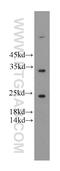 Fibroblast Growth Factor 8 antibody, 20711-1-AP, Proteintech Group, Western Blot image 