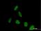 Pleckstrin And Sec7 Domain Containing antibody, H00005662-B01P, Novus Biologicals, Immunofluorescence image 