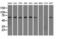 Sorting Nexin 9 antibody, LS-C115320, Lifespan Biosciences, Western Blot image 