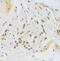 Snail Family Transcriptional Repressor 2 antibody, FNab08052, FineTest, Immunohistochemistry frozen image 