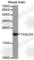 Transgelin 3 antibody, A4668, ABclonal Technology, Western Blot image 