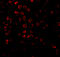 BCL2 Associated Athanogene 4 antibody, 2143, QED Bioscience, Immunofluorescence image 