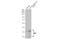 Mitochondrial fission factor antibody, GTX135140, GeneTex, Western Blot image 