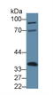 Annexin A4 antibody, LS-C301242, Lifespan Biosciences, Western Blot image 