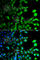 GABA Type A Receptor Associated Protein Like 2 antibody, A7782, ABclonal Technology, Immunofluorescence image 