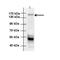 Ankyrin Repeat And Sterile Alpha Motif Domain Containing 1A antibody, PA5-70086, Invitrogen Antibodies, Western Blot image 