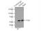 FKBP Prolyl Isomerase 5 antibody, 14155-1-AP, Proteintech Group, Immunoprecipitation image 