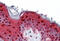 Involucrin antibody, MBS242340, MyBioSource, Immunohistochemistry frozen image 
