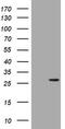 BCL2 Interacting Protein 1 antibody, TA802191BM, Origene, Western Blot image 