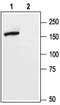 Glutamate Metabotropic Receptor 5 antibody, PA5-77416, Invitrogen Antibodies, Western Blot image 