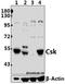 C-Terminal Src Kinase antibody, A00799, Boster Biological Technology, Western Blot image 