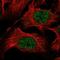 Zinc Finger And SCAN Domain Containing 9 antibody, NBP2-31579, Novus Biologicals, Immunofluorescence image 
