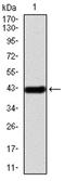 Dynein Cytoplasmic 1 Intermediate Chain 1 antibody, orb156665, Biorbyt, Western Blot image 