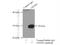 Glutathione S-Transferase Mu 3 antibody, 15214-1-AP, Proteintech Group, Immunoprecipitation image 