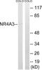 MINOR antibody, abx014689, Abbexa, Western Blot image 