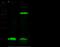 Synuclein Alpha antibody, 12093-RP02, Sino Biological, Western Blot image 