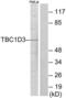 TBC1 Domain Family Member 3F antibody, LS-C119139, Lifespan Biosciences, Western Blot image 