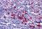 KIT Ligand antibody, MBS243036, MyBioSource, Immunohistochemistry paraffin image 