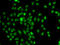Forkhead Box N2 antibody, abx007286, Abbexa, Immunofluorescence image 