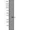 Fibroblast Growth Factor 5 antibody, abx219510, Abbexa, Western Blot image 